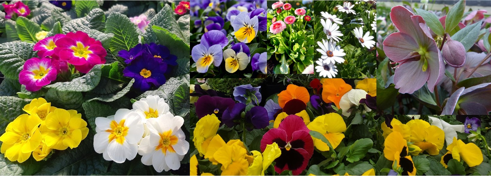Early spring bloomers belgian nursery