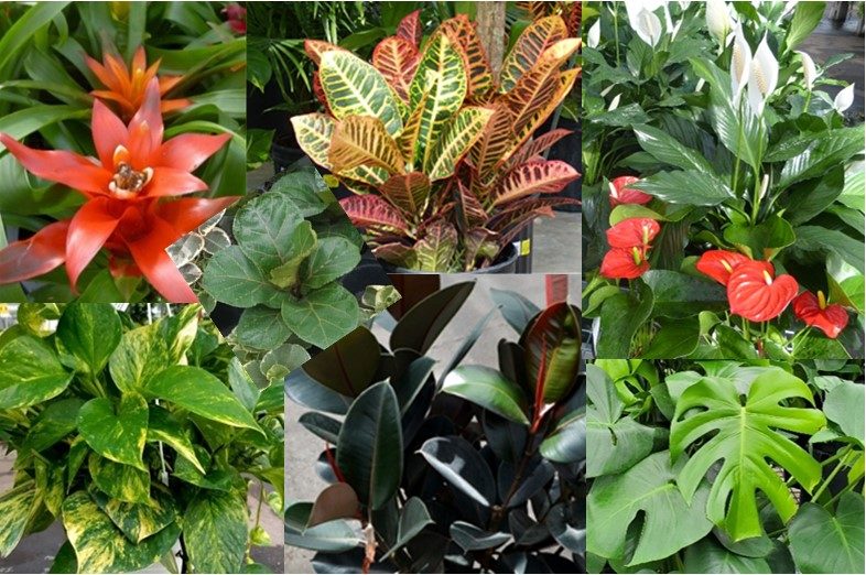 Vibrant and Showy Tropicals
