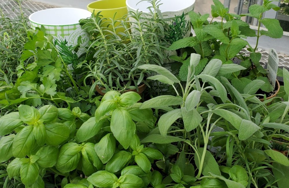 Herb Flavour Pic