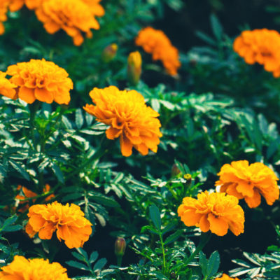 banner with orange marigolds with green leaves in garden