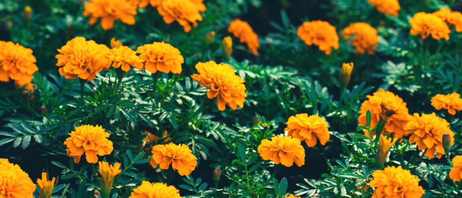 banner with orange marigolds with green leaves in garden