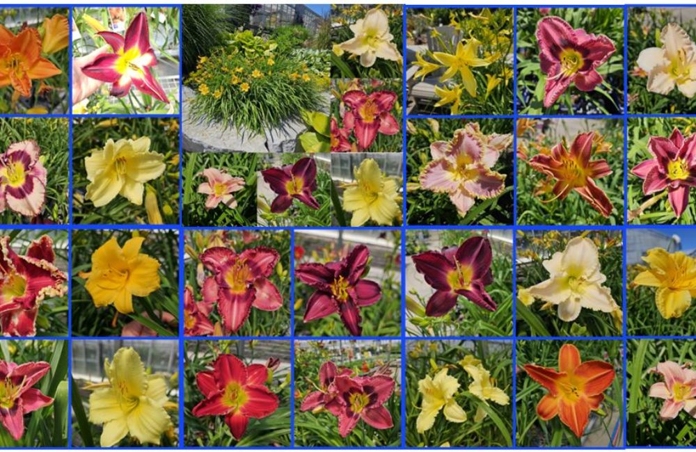 Daylily Collage