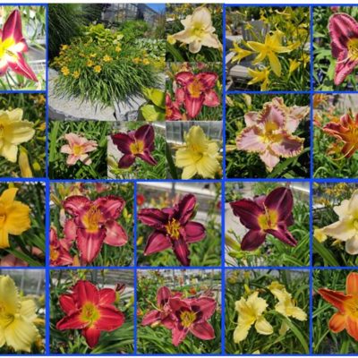 Daylily Collage