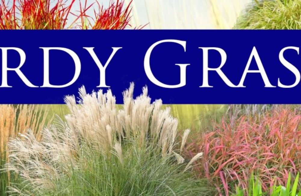 grasses – cropped resized Heather