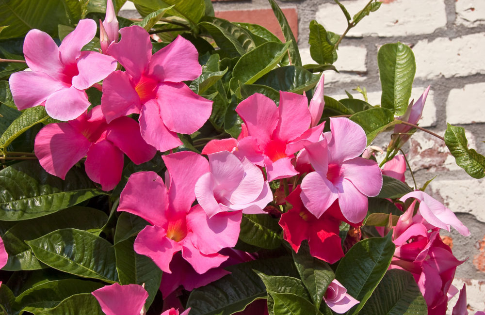 Pink Mandevilla