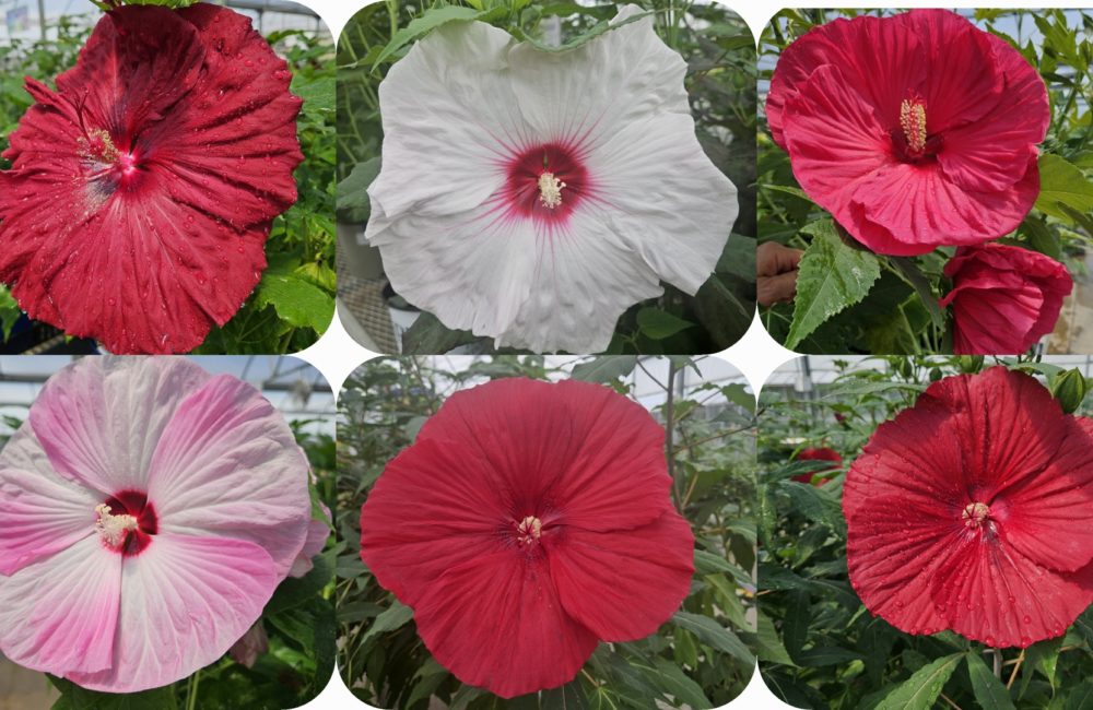 Perennial Hibiscus