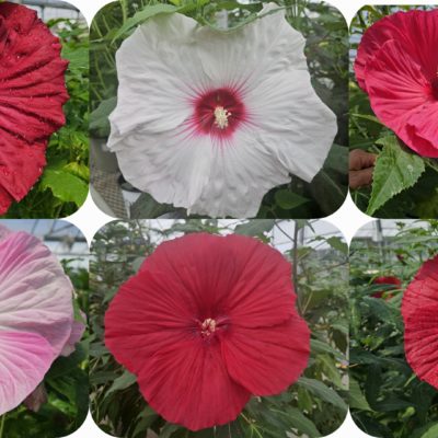 Perennial Hibiscus