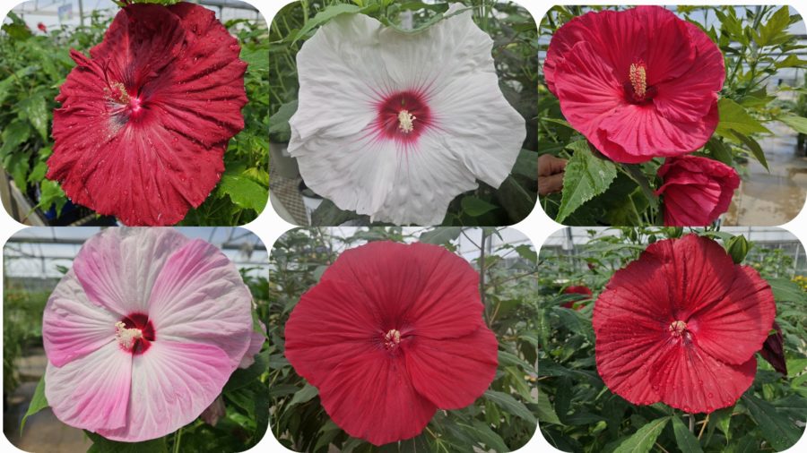 Perennial Hibiscus