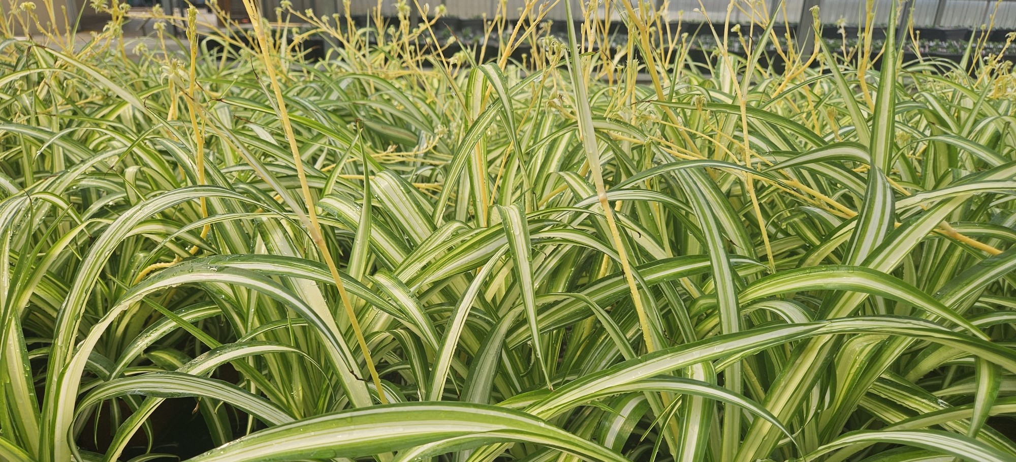 white marigold seeds White Marigold Flower Seeds for Planting – Heirloom, Non-GMO, Easy to –  Pure Asia Seeds main image 1