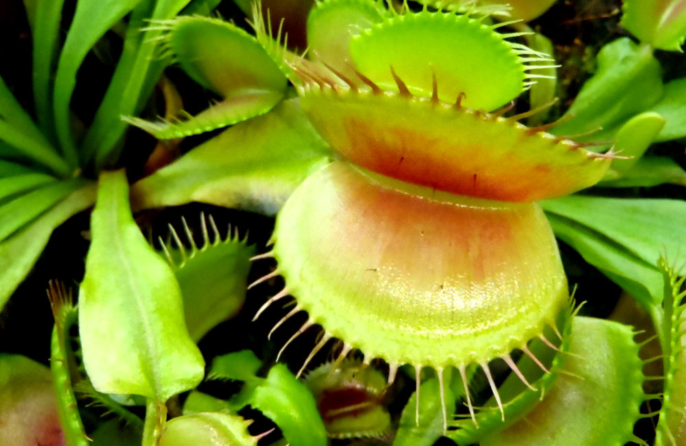 Carnivorous plant – Dionaea muscipula