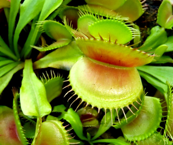 Carnivorous plant – Dionaea muscipula