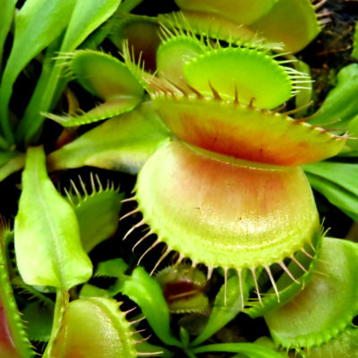 Carnivorous plant – Dionaea muscipula