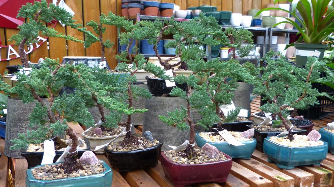 Plant Profile Bonsai pic