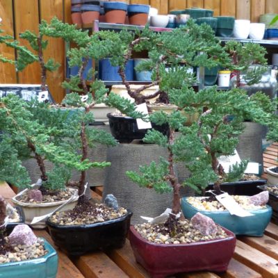 Plant Profile Bonsai pic