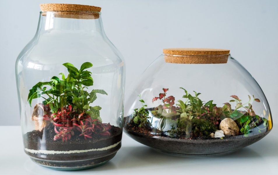 Top Tips for Terrariums pic