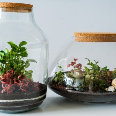 Top Tips for Terrariums pic