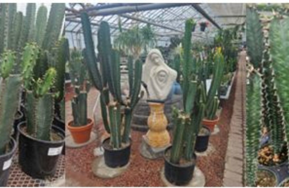 Chocolate Drop Banner