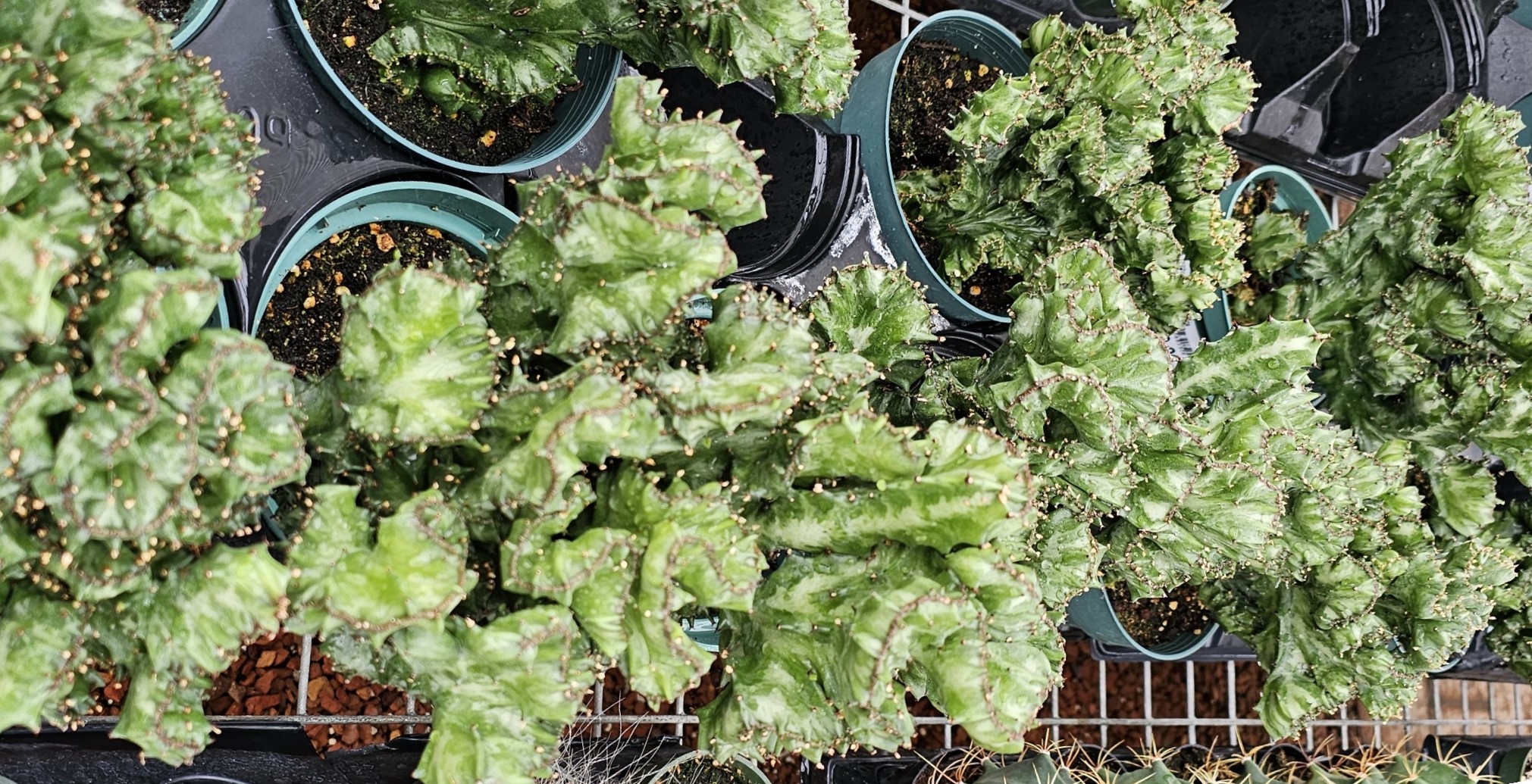 sonnenbrand kaktus Tipps zur Pflege deiner Pflanze : Cactus – PflanzenFuerAlle