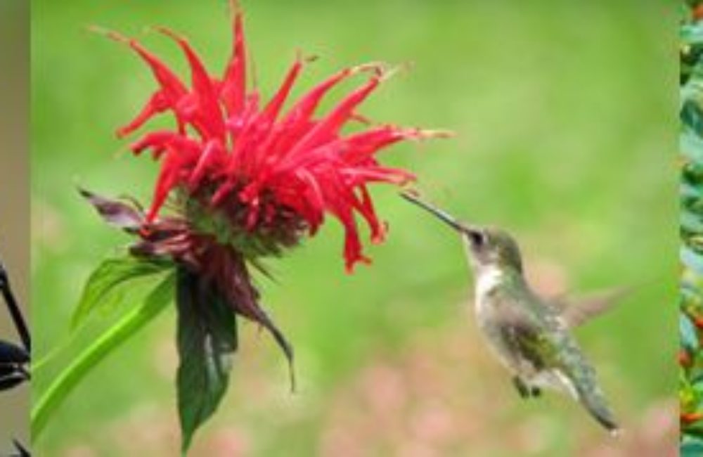 Grow Own Hummingbird Feeder