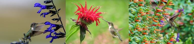 Grow Own Hummingbird Feeder