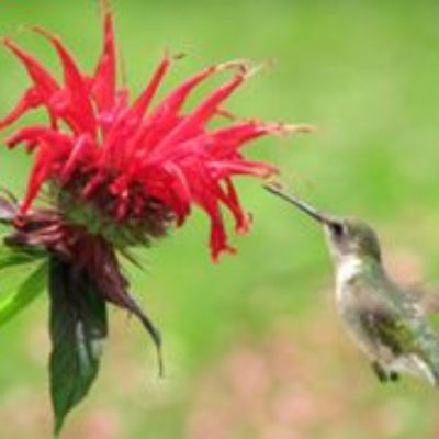 Grow Own Hummingbird Feeder