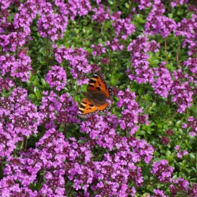 Groundcovers Lawn Replacement pic