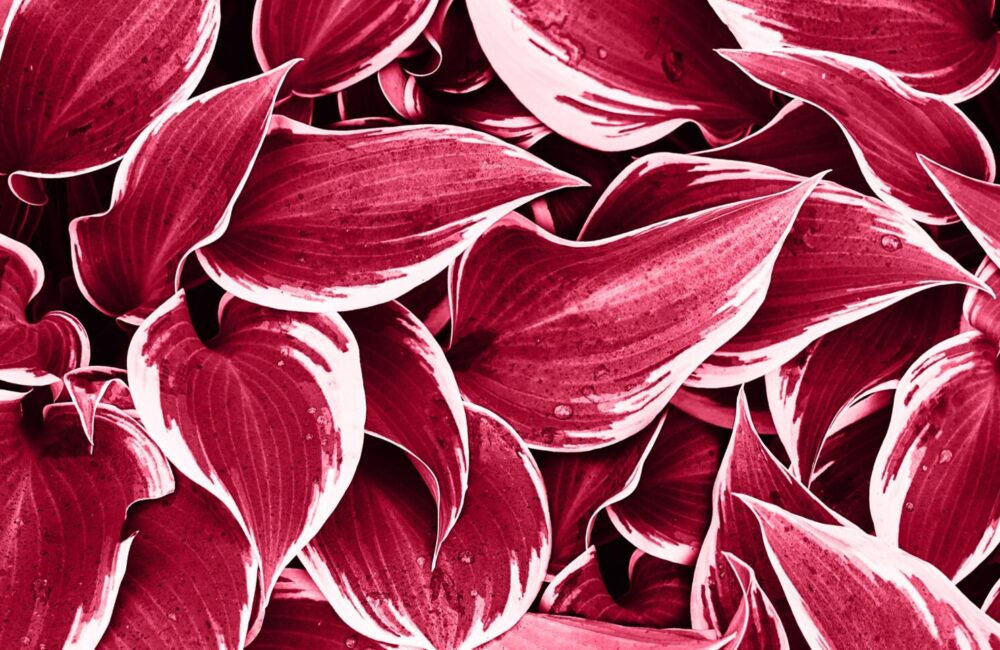 iStock-1456908238 ccroppped