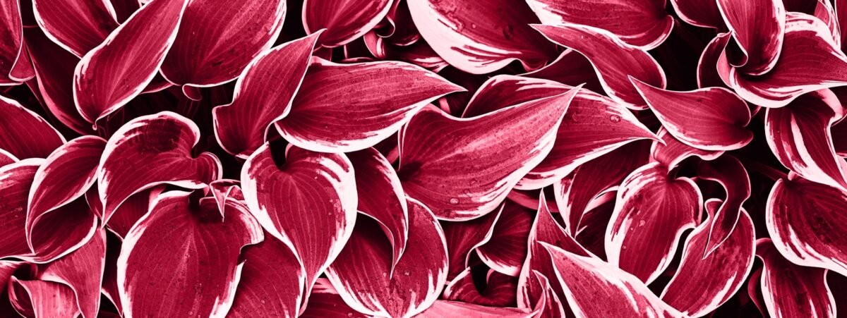 iStock-1456908238 ccroppped