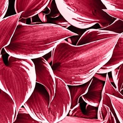 iStock-1456908238 ccroppped