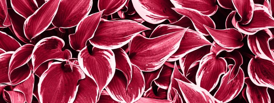 iStock-1456908238 ccroppped