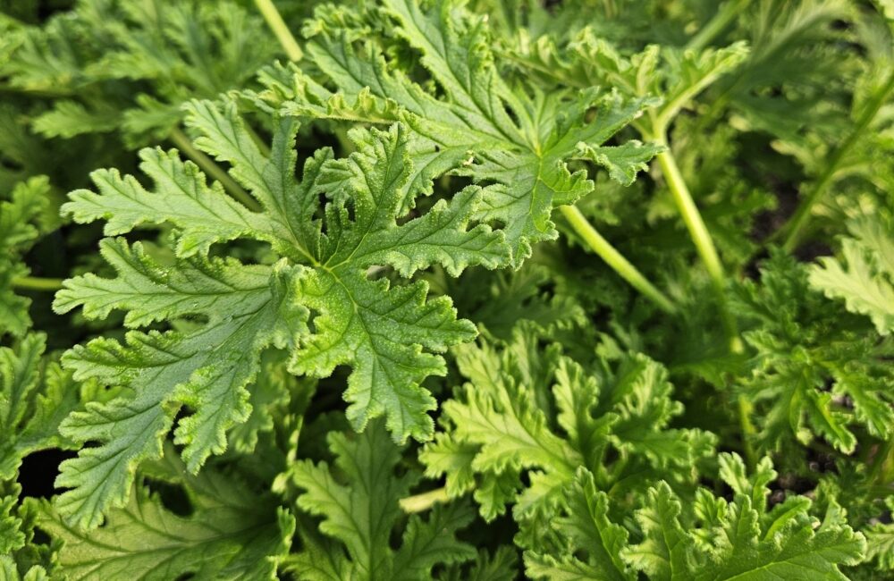 Citrosa cropped