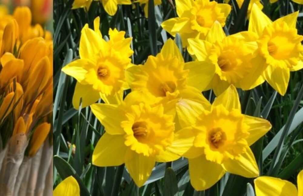 Naturalizing Bulb Banner