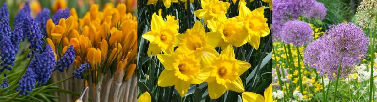 Naturalizing Bulb Banner