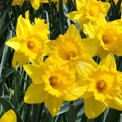 Naturalizing Bulb Banner